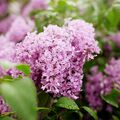 Lilac Fragrance Oil - Trial Size